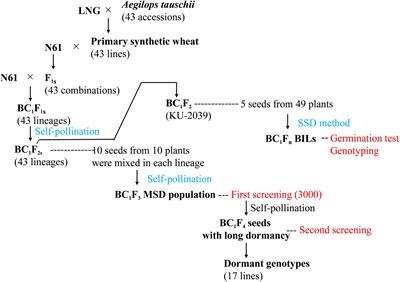 Mining Aegilops tauschii genetic diversity in the background of bread wheat revealed a novel QTL for seed dormancy